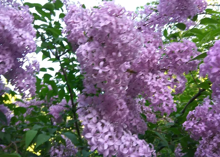 Apartment La Boheme - The Magic Of & Free Parking Riga